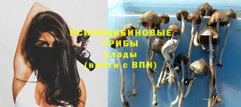 Псилоцибиновые грибы Psilocybine cubensis  дарк нет как зайти  Кедровый 